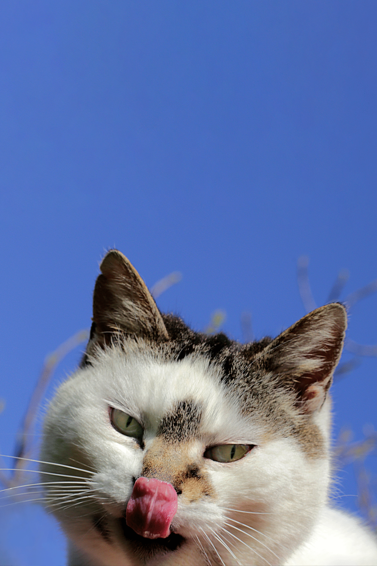 marios-cat-sara-scanderebech-product-skirt