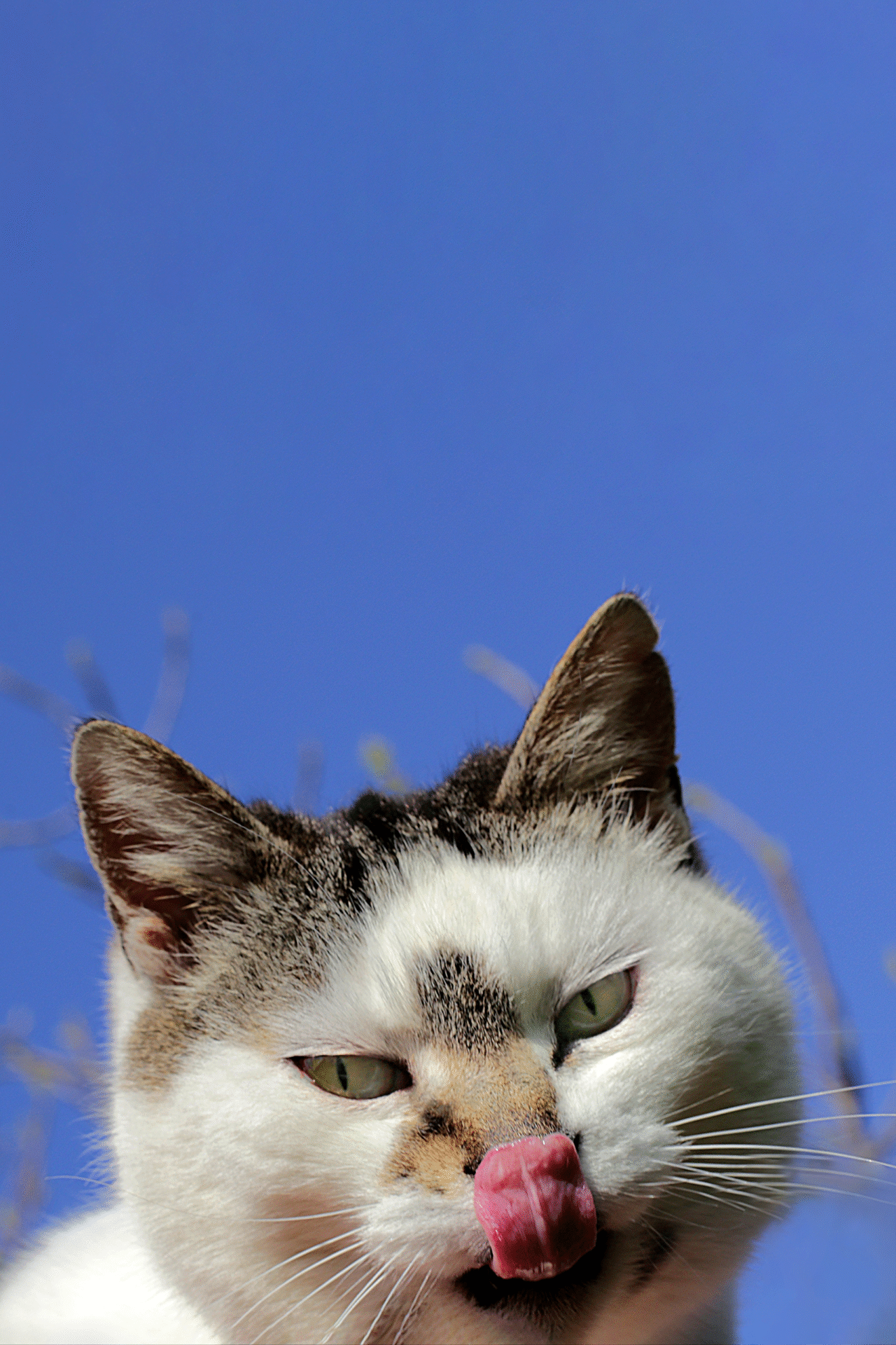 marios cat photo by Sara Scanderebech for t-shirt