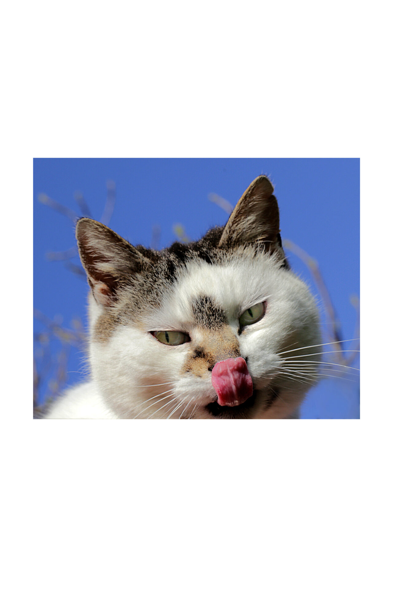 marios macro print for bag cat by Sara Scanderebech