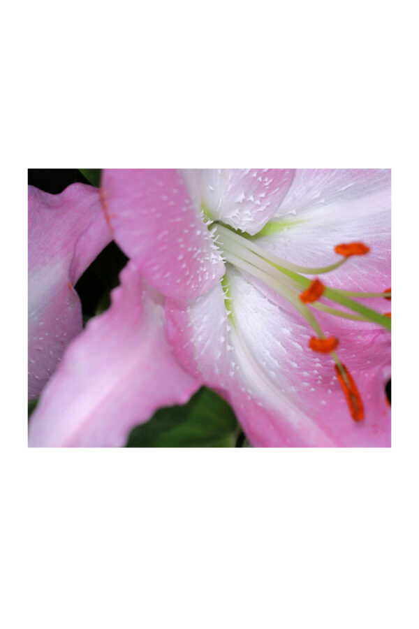 marios macro print for top lilies by Sara Scanderebech