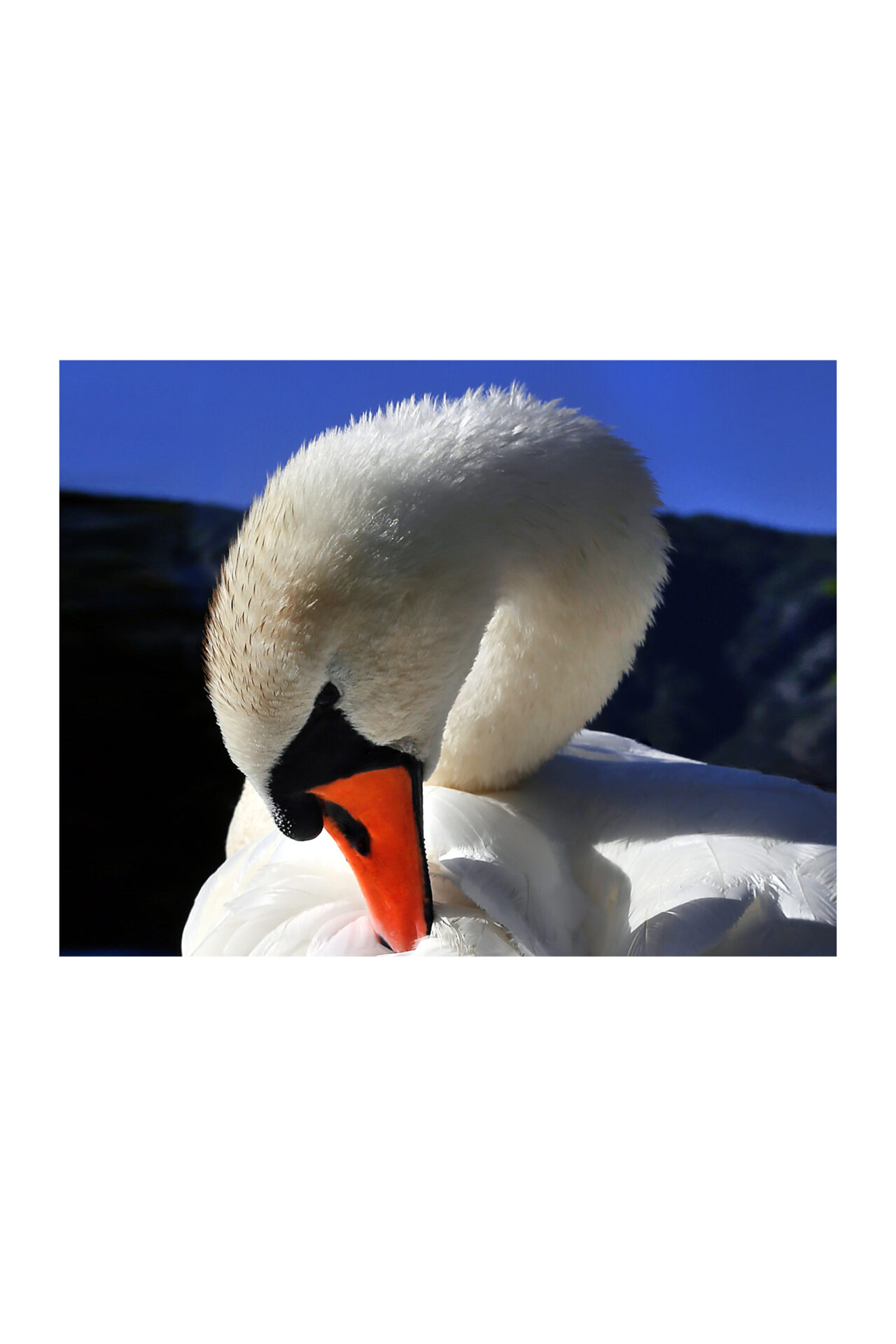 marios macro print for bag swan by Sara Scanderebech